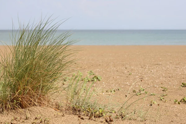 Tropická rostlina na písku — Stock fotografie