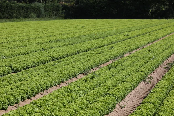 Many tufts of lettuce in a large field — Stock Photo, Image