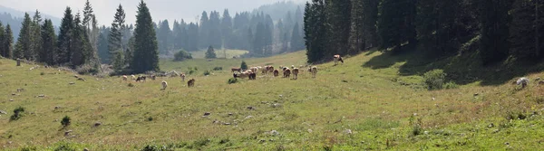 Коровы пасутся на зеленом лугу в горах — стоковое фото