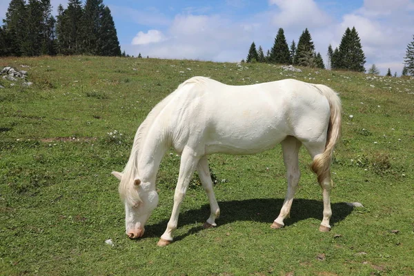 White horse grazing in mountain in summer — Stock Photo, Image