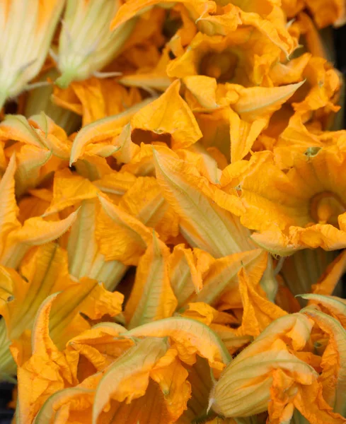 Kürbisblüten auch Zucchini-Blüten genannt — Stockfoto