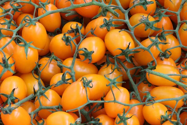 Turuncu küçük domatesler — Stok fotoğraf