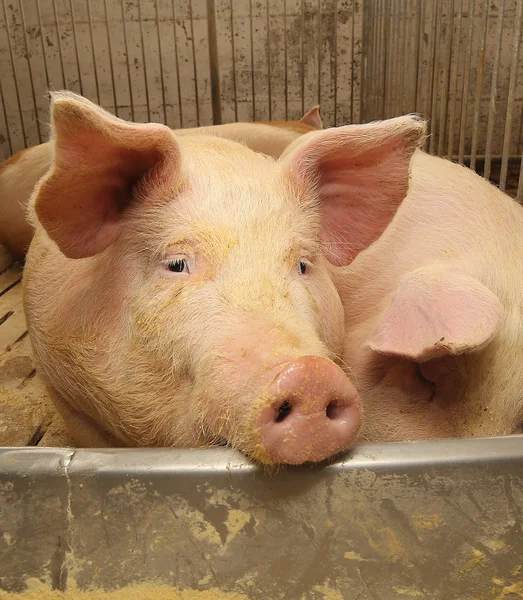Cabeza de cerdos gordos en una pocilga — Foto de Stock