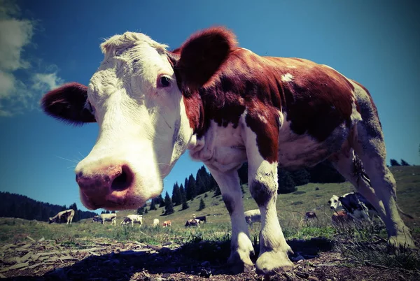 Любопытная корова в горах — стоковое фото