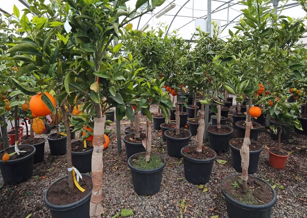 Alberi da frutto con clementine e arancio in vendita — Foto Stock