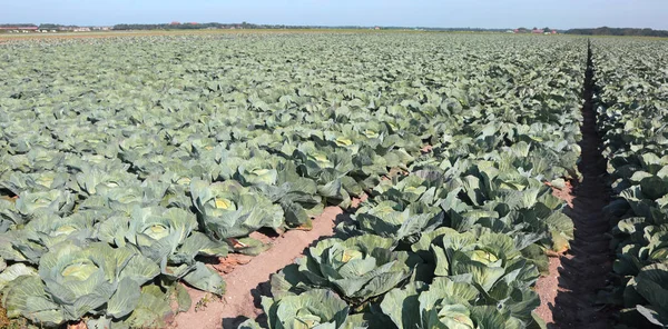 Yazın Avrupa 'da yeşil lahanalar