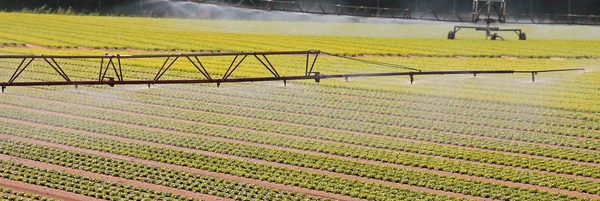Automatisches Bewässerungssystem auf dem bestellten Feld im Sommer — Stockfoto