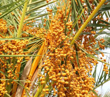 Hurma ağaçları.