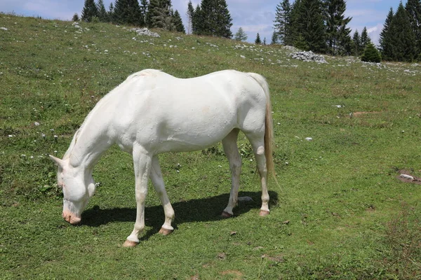 Witte albino paard grazen in de bergen — Stockfoto