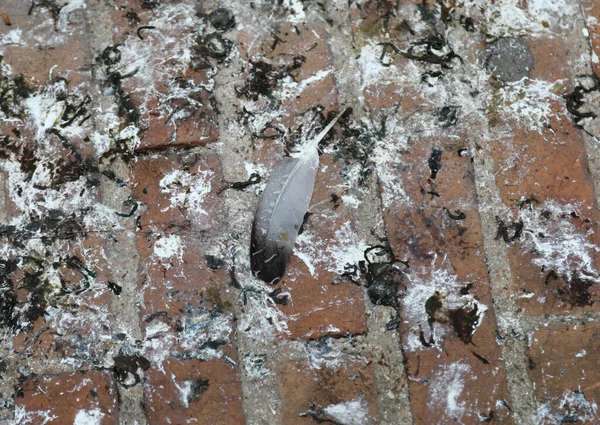 Fundo de fezes de guano ou pássaro — Fotografia de Stock