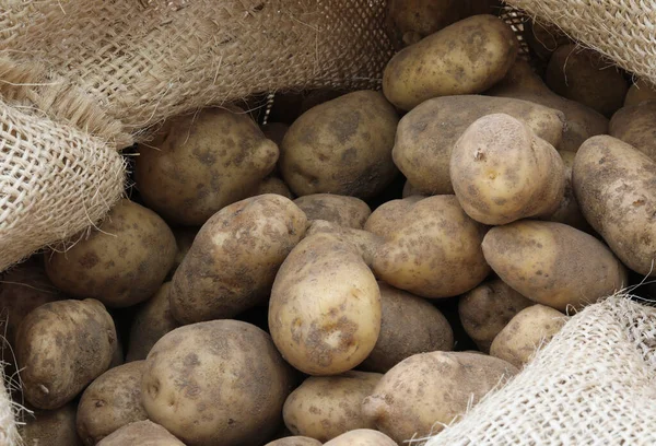 Muchas patatas en el saco de yute — Foto de Stock