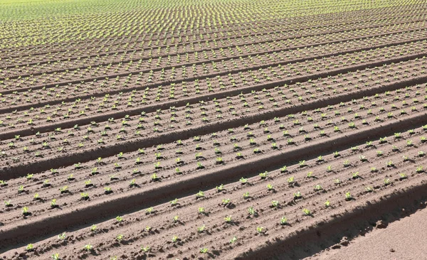 Olika stadier av tillväxt av gröna sallad skott i fältet wi — Stockfoto