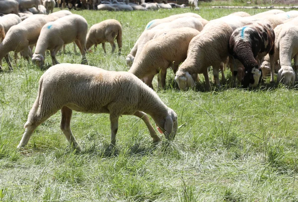 Ovce pasou na vysokohorských pastvinách — Stock fotografie