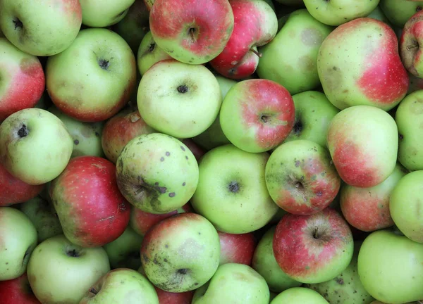 Veel biologische appels te koop op de biologische markt — Stockfoto