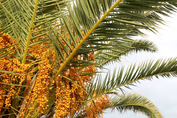 Dates on the palm tree — Stock Photo, Image