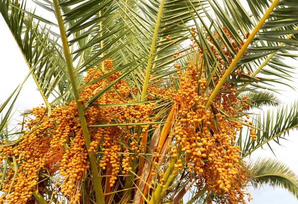 Dates on the palm tree in the tropical country — Stock Photo, Image