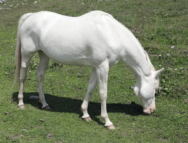 산에서 풀을 뜯고 있는 흰 알비노 말 — 스톡 사진