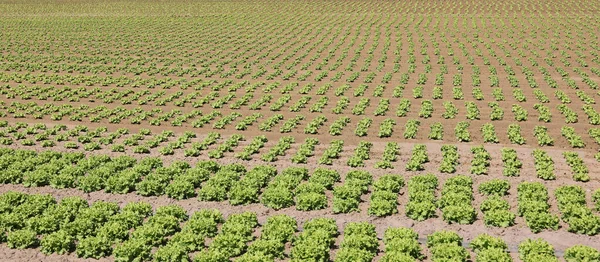 Оброблені подані зеленого салату на піщаному ґрунті — стокове фото