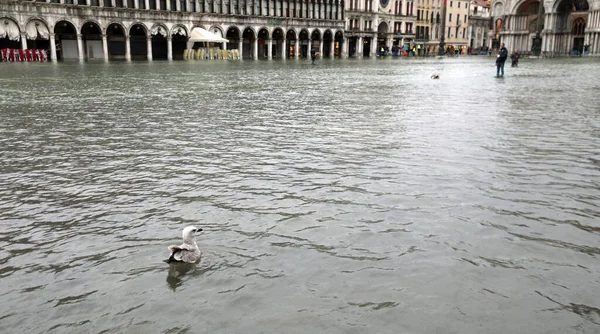 Praça de São Marcos Em Veneza com uma gaivota durante a maré alta — Fotografia de Stock