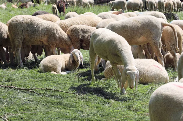 Fårhjord betar på en fäbod — Stockfoto