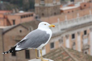 Soğuk martı kışın Avrupa şehrinin çatılarının üzerinde