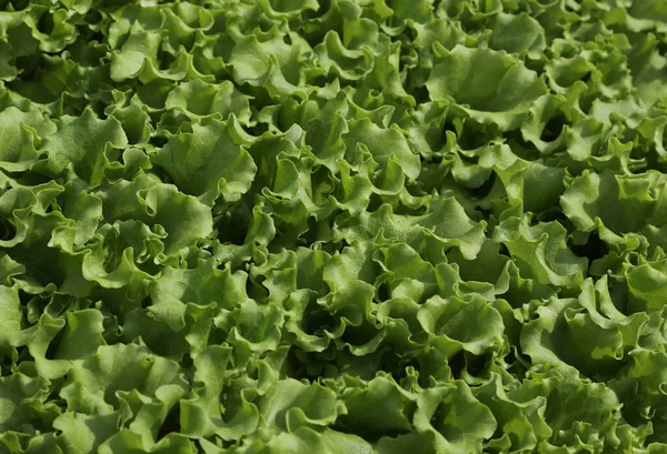 Groene sla bladeren vers geplukt uit de tuin — Stockfoto