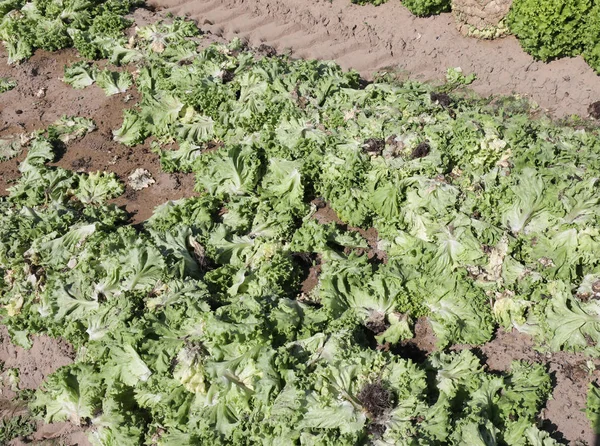 Lechuga podrida en el campo —  Fotos de Stock