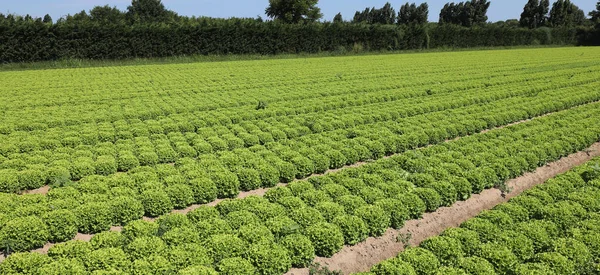 Muitos tufos de alface verde em um grande campo — Fotografia de Stock