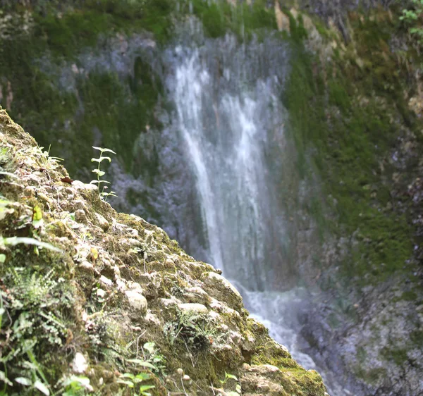 Cachoeira e vegetação genérica — Fotografia de Stock
