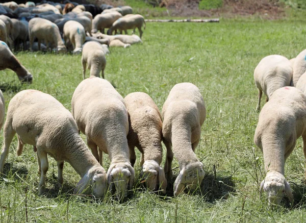 羊在山上的牧场上吃草 — 图库照片
