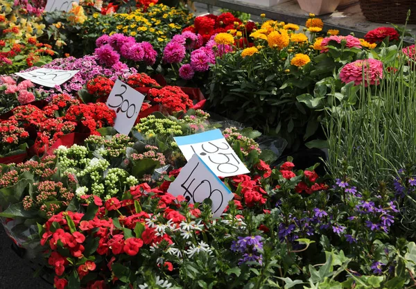 Цветы для продажи в голландском питомнике — стоковое фото