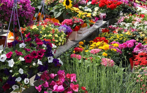 Geurige lentebloemen op de Amsterdamse markt — Stockfoto