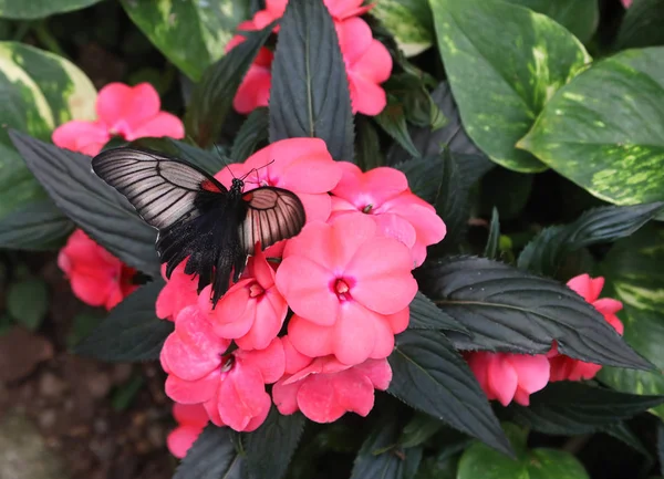 Papillon coloré suce le nectar d'une fleur immergée dans le th — Photo