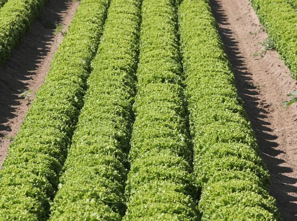 Fält med färsk sallad som är redo att skördas — Stockfoto