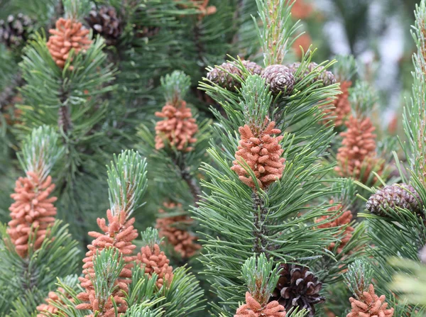 Viele Knospen und Kiefernzapfen der Latschenkiefer eine immergrüne Pflanze — Stockfoto