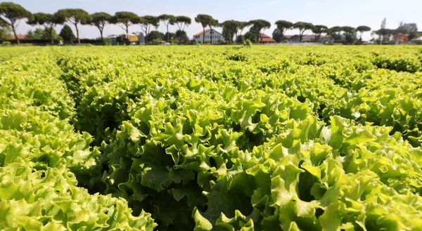 Stort fält av sallad redo att skördas — Stockfoto