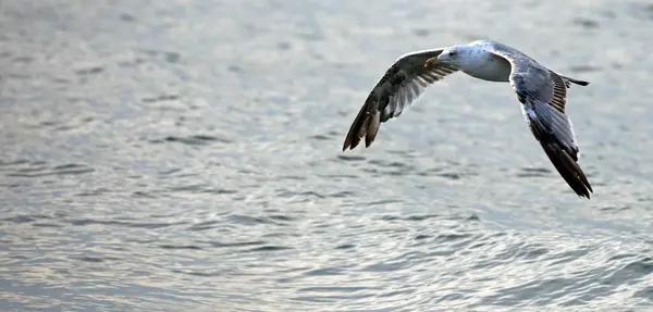 Seagull  flies carefree over the sea water — Stock Photo, Image