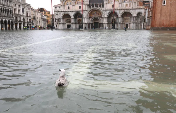 Seagull swimming in the Saint Mark Square in Venice — Stock Photo, Image