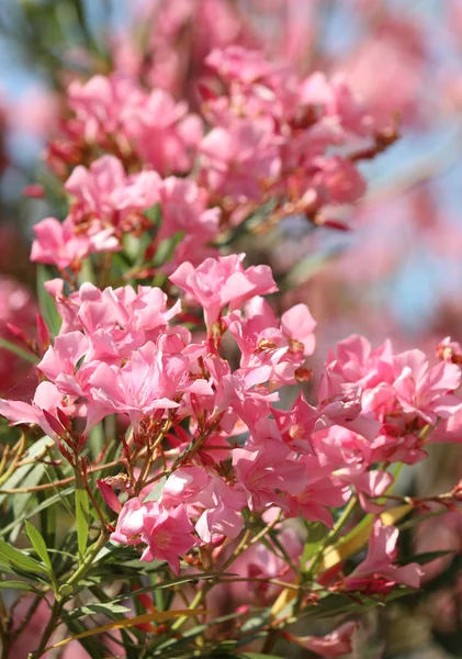 Plant with oleander flowers — 스톡 사진