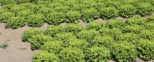 Grön sallad på den sandiga jorden — Stockfoto