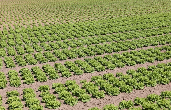 Lechuga fresca en el suelo arenoso —  Fotos de Stock