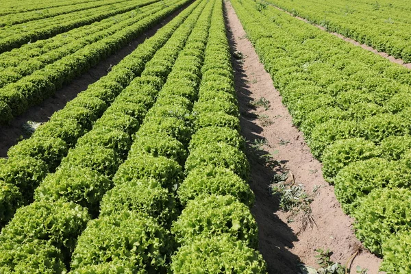 Alface fresca verde no campo no verão — Fotografia de Stock