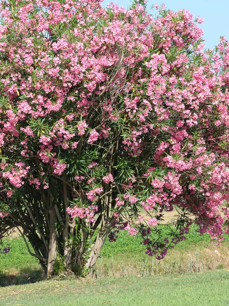 Oleander flowers on mediterranean country