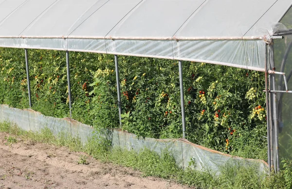 トマトの植物と温室は — ストック写真