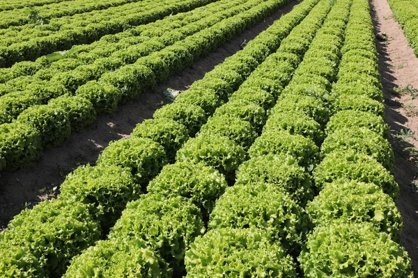 Grön färsk sallad på fältet — Stockfoto