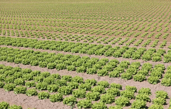 Campo cultivado de alface fresca no solo arenoso — Fotografia de Stock