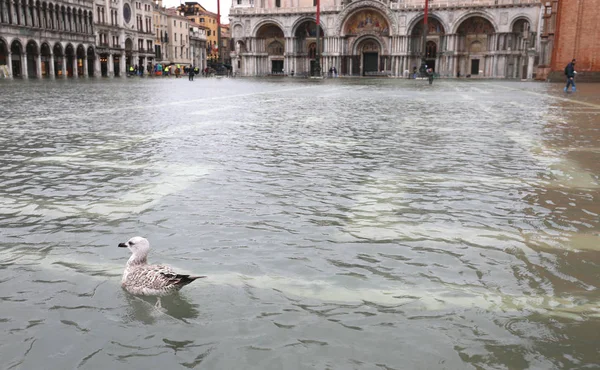 Racek plavání na náměstí svatého Marka v Benátkách během t — Stock fotografie