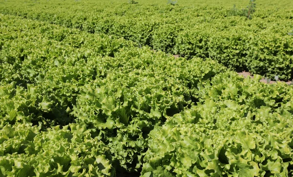 Background of fresh lettuce on the field — Stockfoto