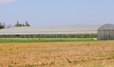 Kırsal kesimde geniş bir sera