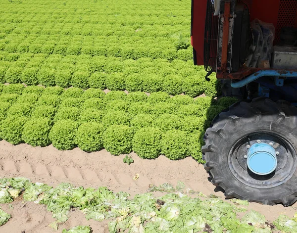 Roda de trator no campo cultivado de alface — Fotografia de Stock